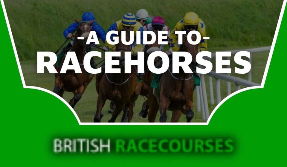 Box Walking in Horses - British Racecourses