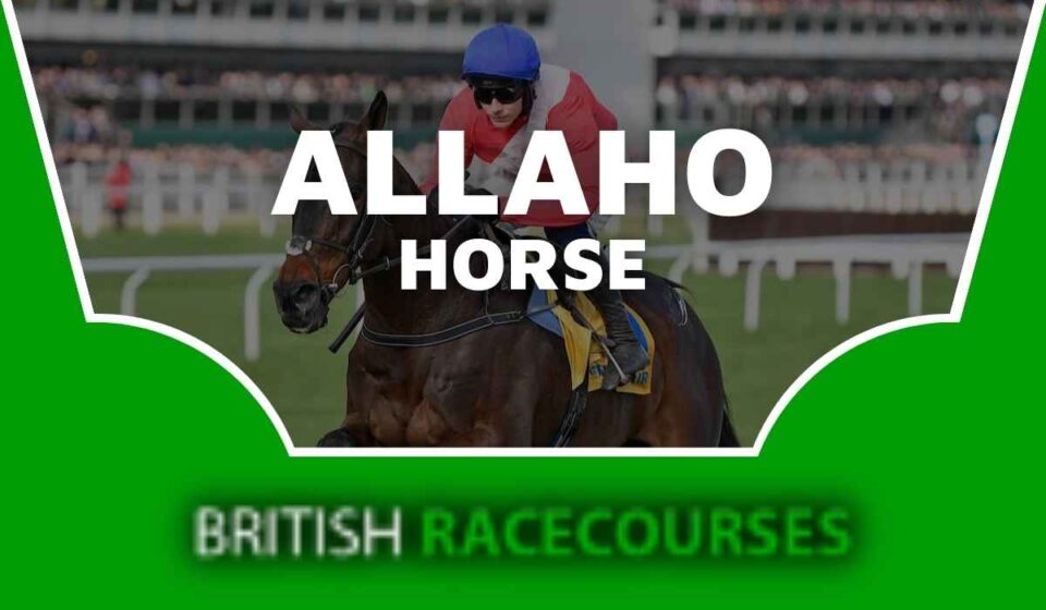 Allaho Horse - Recent Form, Entries & Racehorse Profile