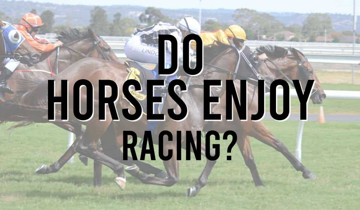 Do Horses Enjoy Racing? - British Racecourses